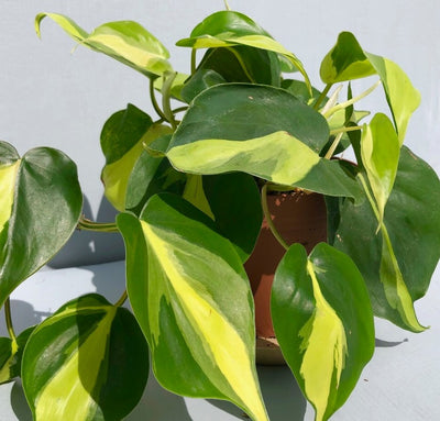 philodendron brasil mature Philodendron ‘brasil’ 8" Pot / White / Without Pot
