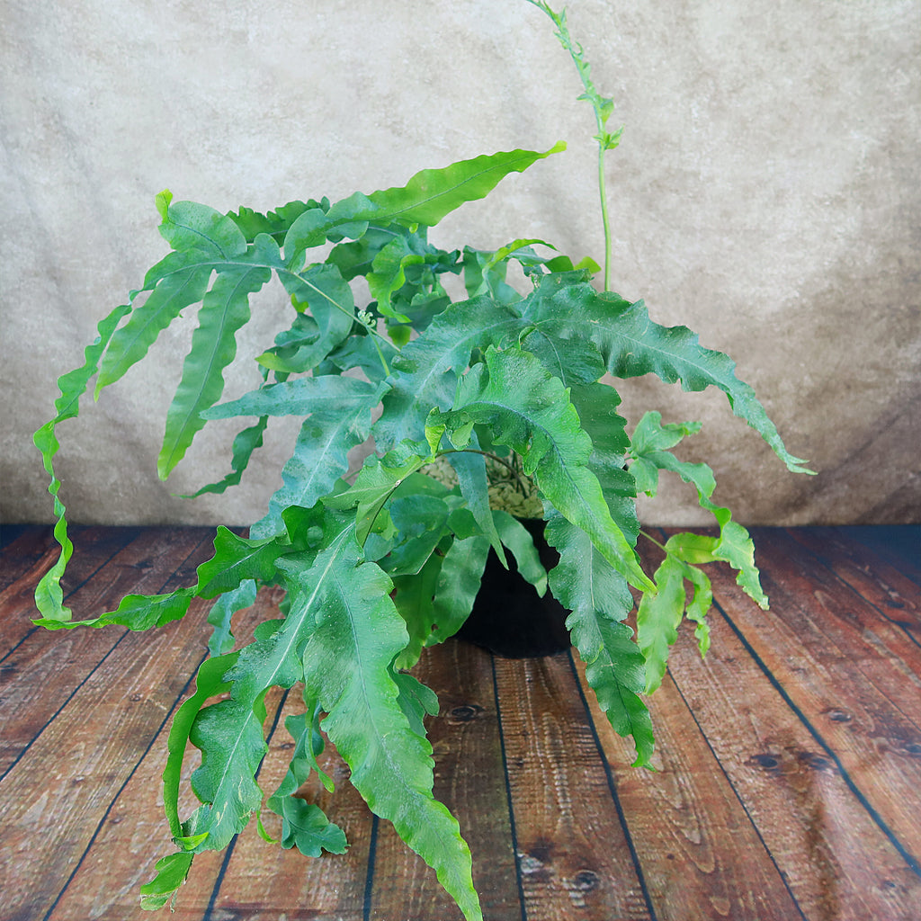 Blue Star Fern ‘Phlebodium aureum’