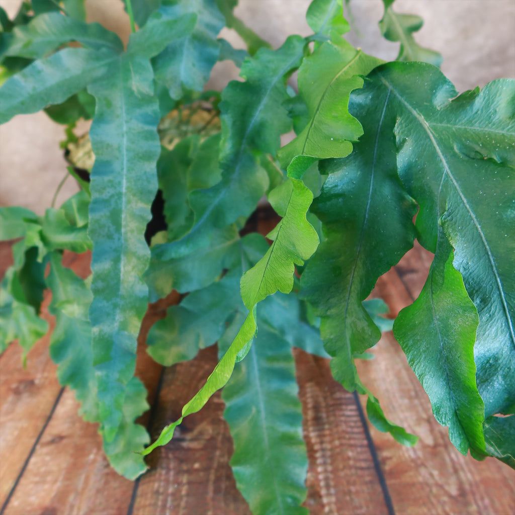 Blue Star Fern ‘Phlebodium aureum’