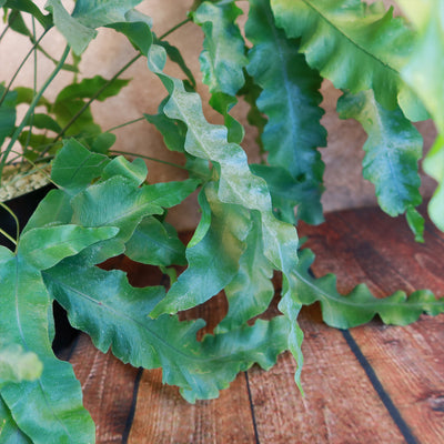blue star fern white spots Blue Star Fern ‘Phlebodium aureum’