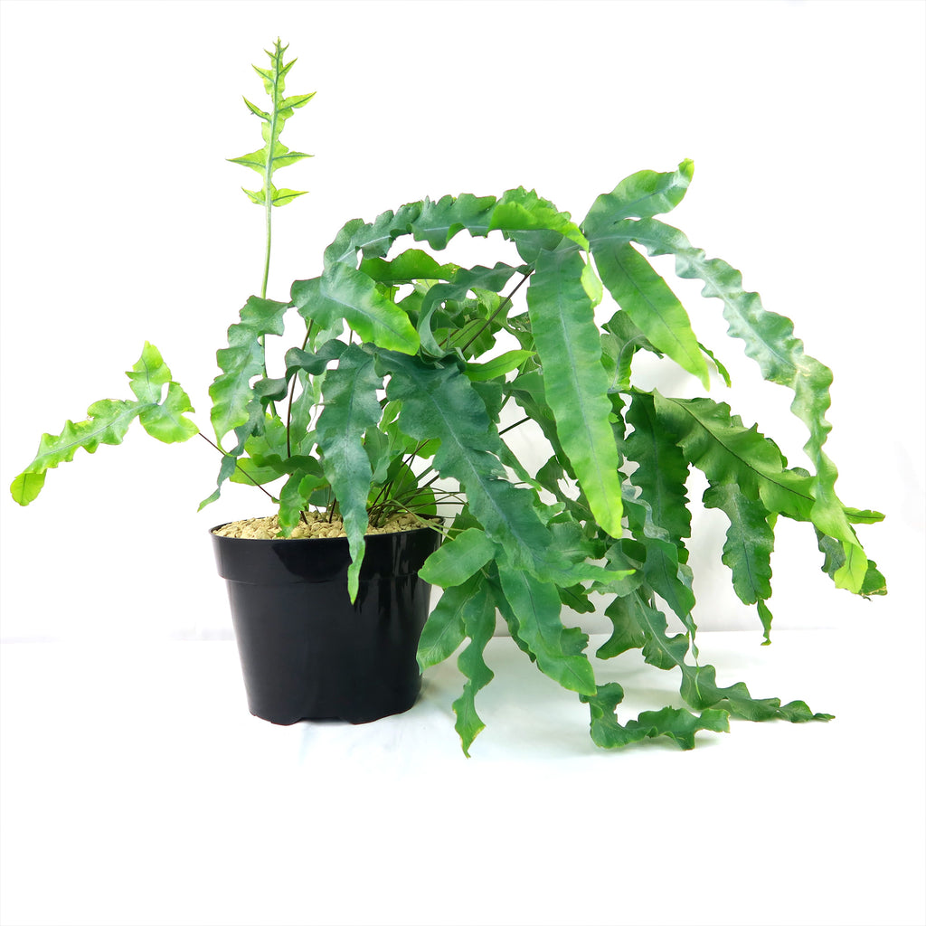 Blue Star Fern ‘Phlebodium aureum’