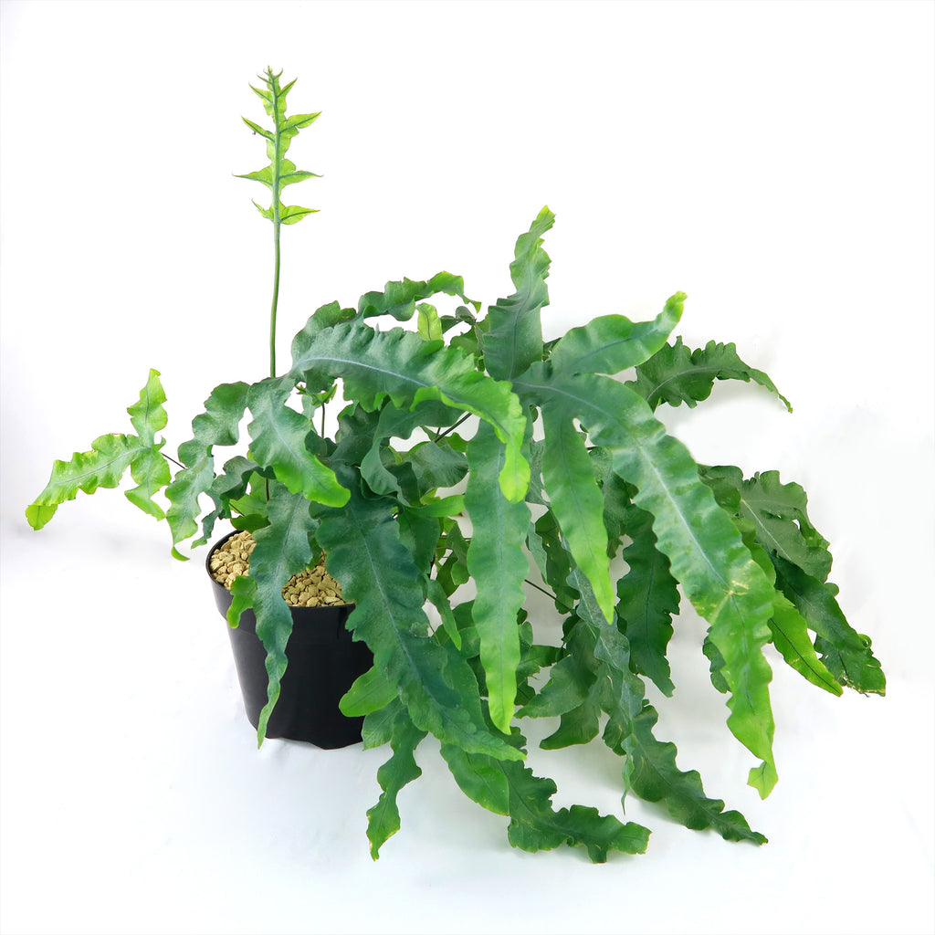 Blue Star Fern ‘Phlebodium aureum’