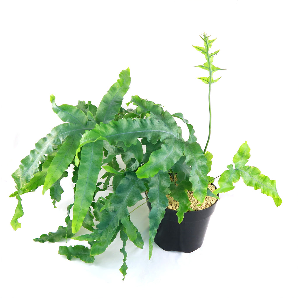 Blue Star Fern ‘Phlebodium aureum’