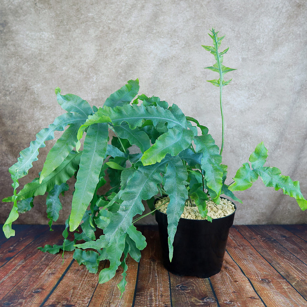 Blue Star Fern ‘Phlebodium aureum’