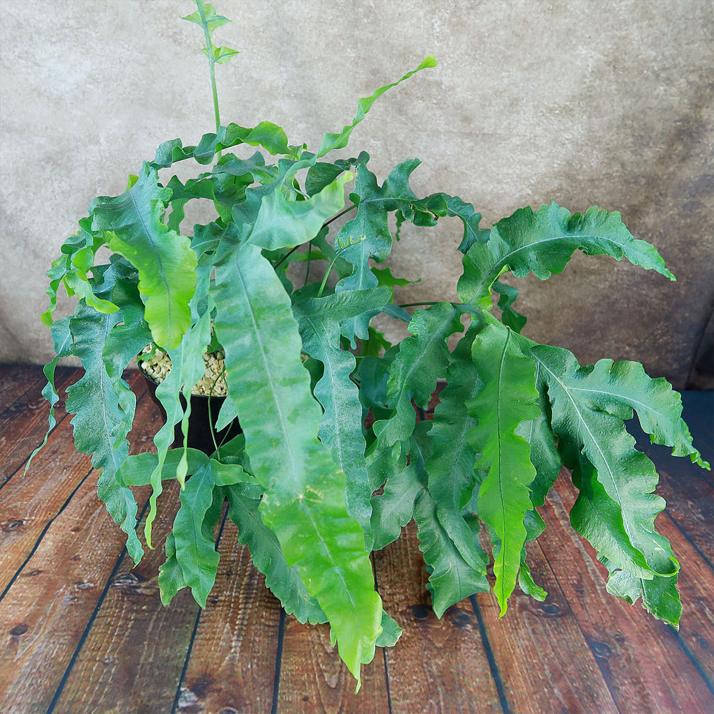 Blue Star Fern ‘Phlebodium aureum’