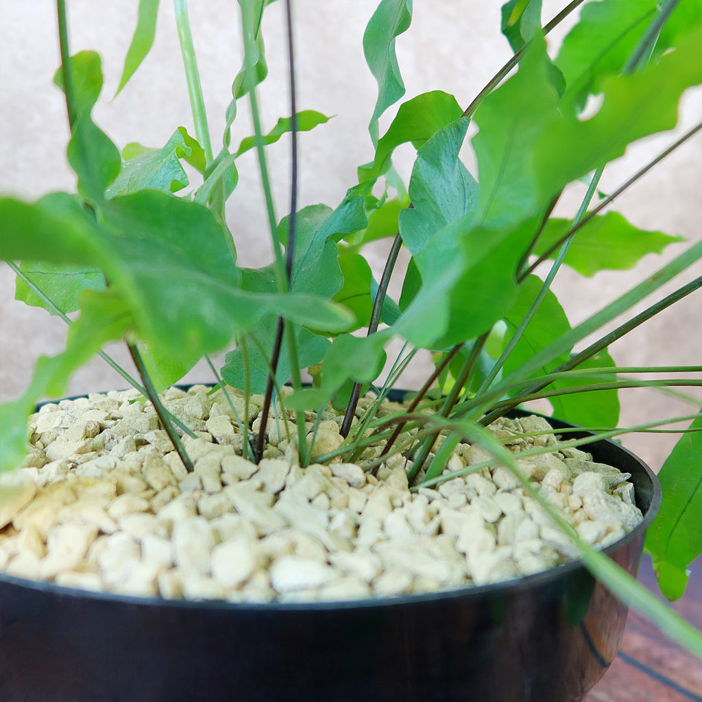 Blue Star Fern ‘Phlebodium aureum’