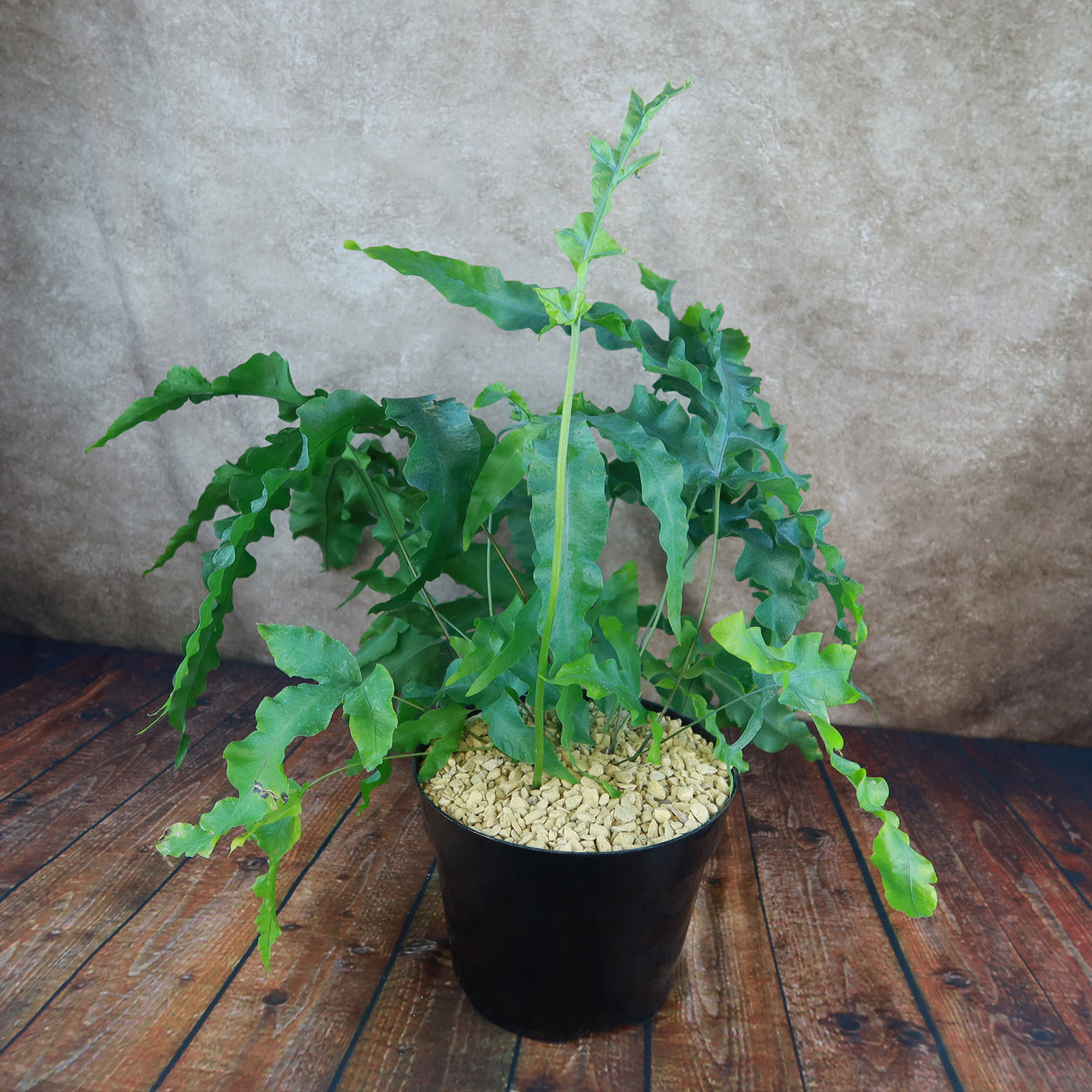 hanging blue star fern Shop 'Blue Star Fern – Phlebodium aureum' Care & Growing Guide