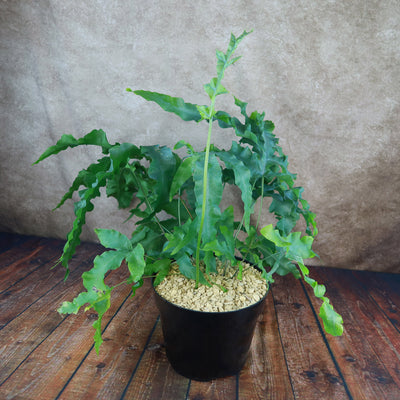 blue star fern rhizome Shop 'Blue Star Fern – Phlebodium aureum' Care & Growing Guide