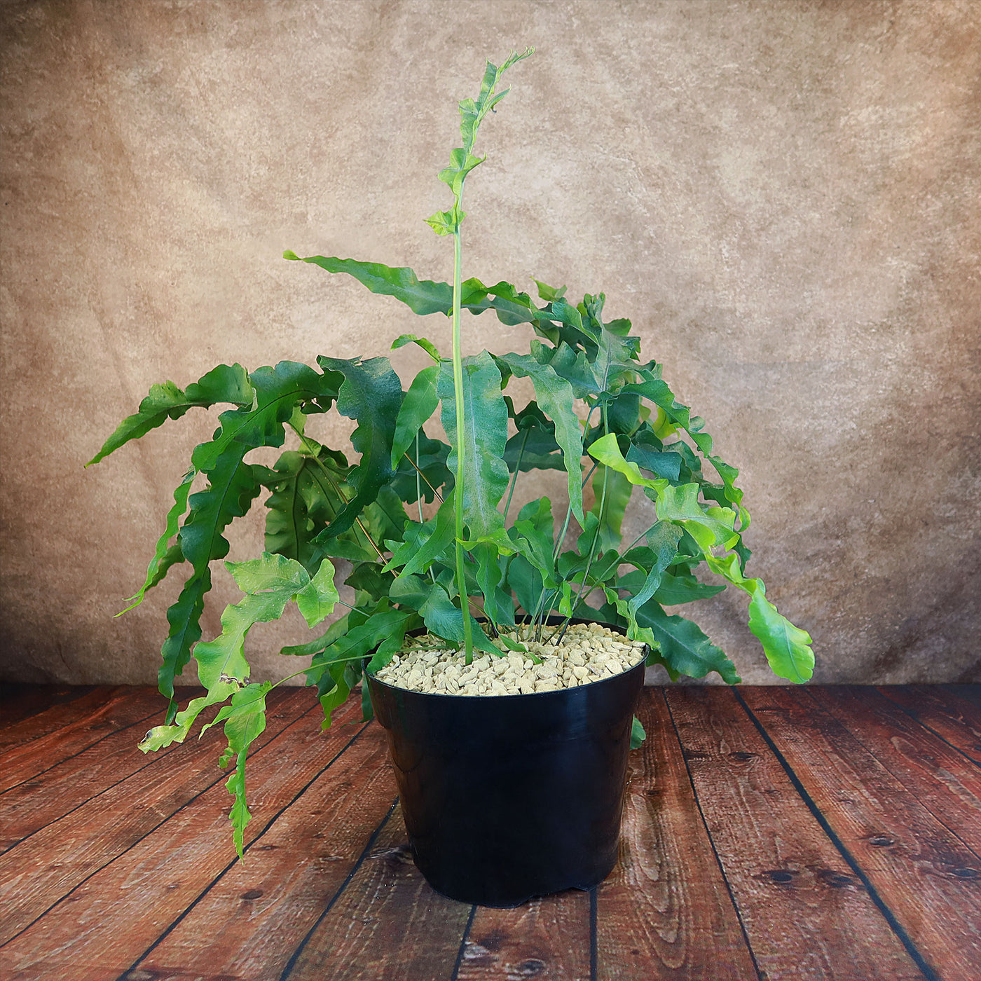 blue star fern house plant Shop 'Blue Star Fern – Phlebodium aureum' Care & Growing Guide