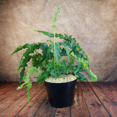 blue star fern candle Shop 'Blue Star Fern – Phlebodium aureum' Care & Growing Guide