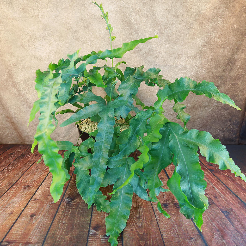 Blue Star Fern ‘Phlebodium aureum’