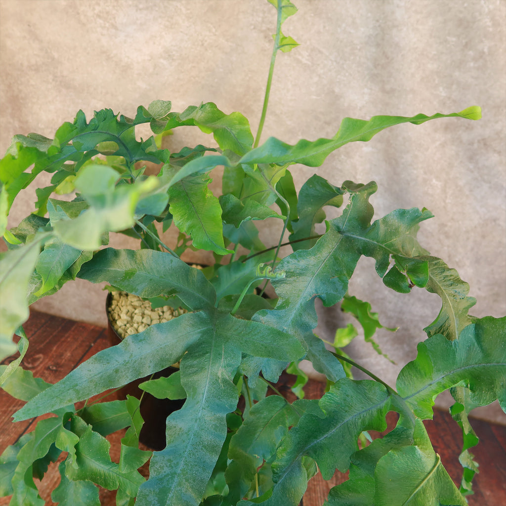 Blue Star Fern ‘Phlebodium aureum’