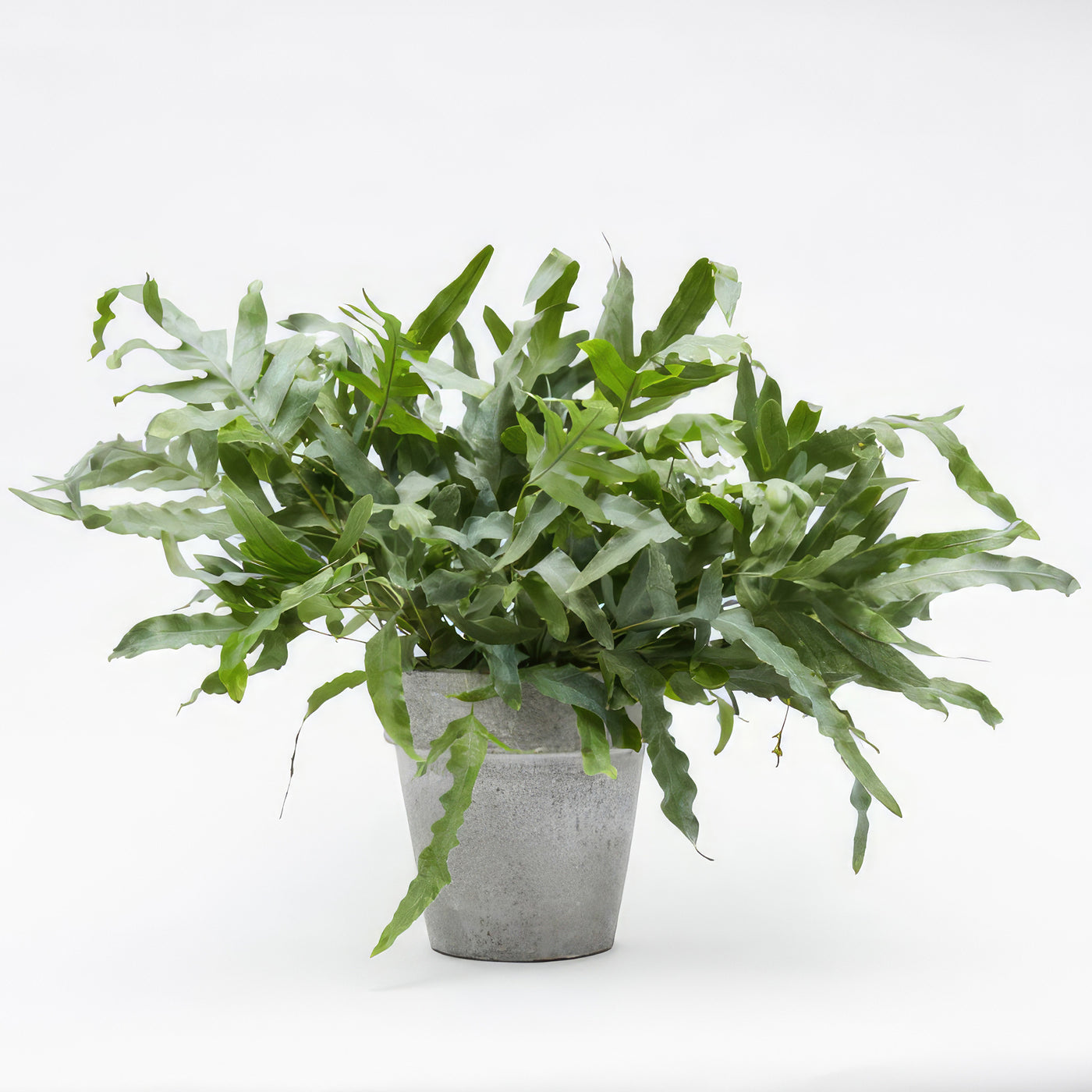 blue star fern base Shop 'Blue Star Fern – Phlebodium aureum' Care & Growing Guide