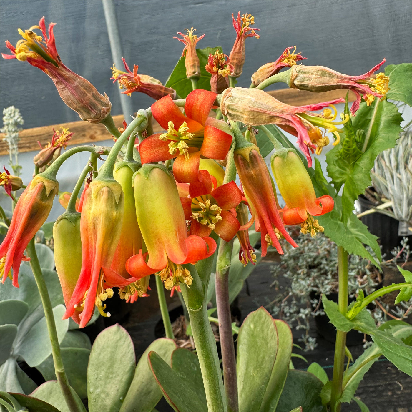 succulent with orange bell flowers Pig's Ear Succulent 'Cotyledon orbiculata'