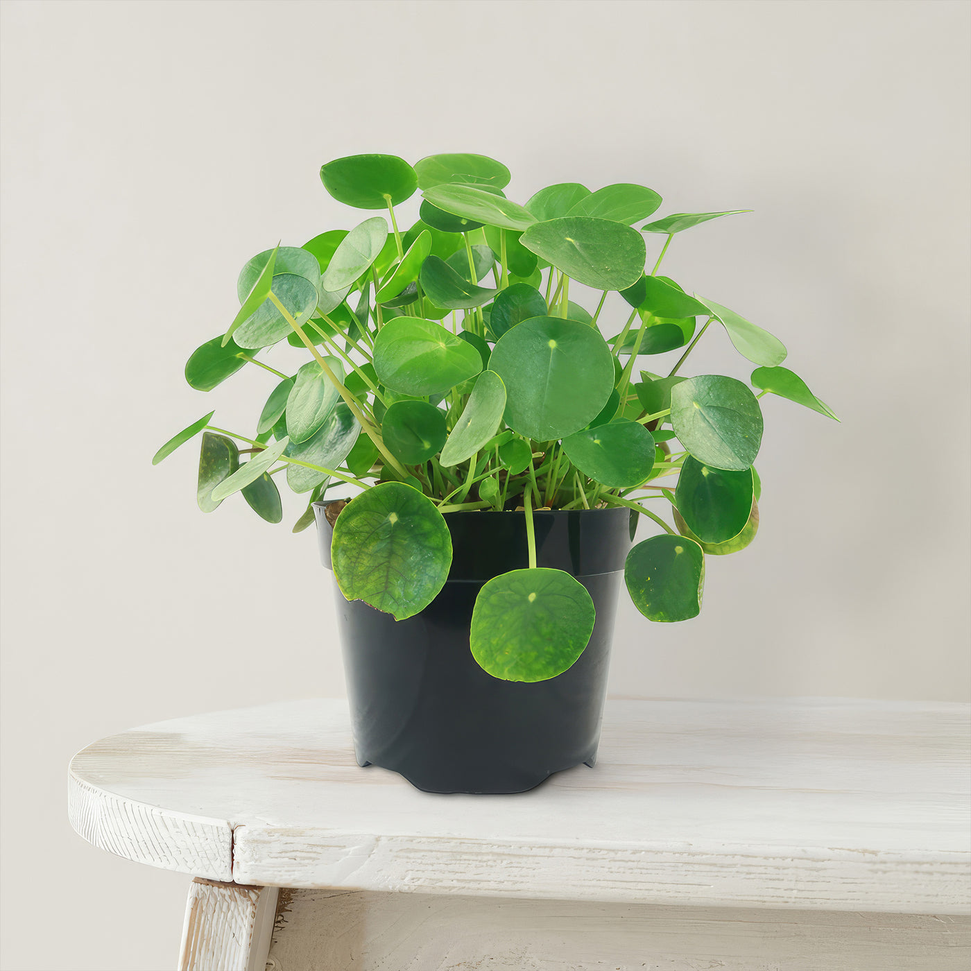 chinese money plant cost Chinese Money Plant ‘Pilea peperomioides’ 2 Gal. / Teal / With Pot