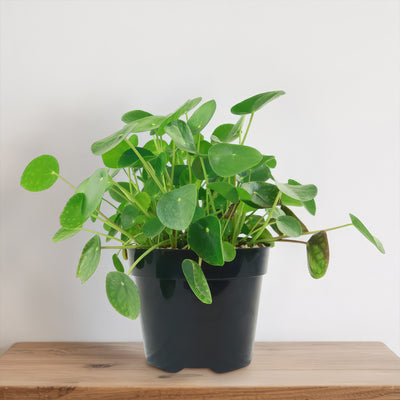 chinese money plant pilea peperomioides Chinese Money Plant ‘Pilea peperomioides’ 2 Gal. / Teal / With Pot