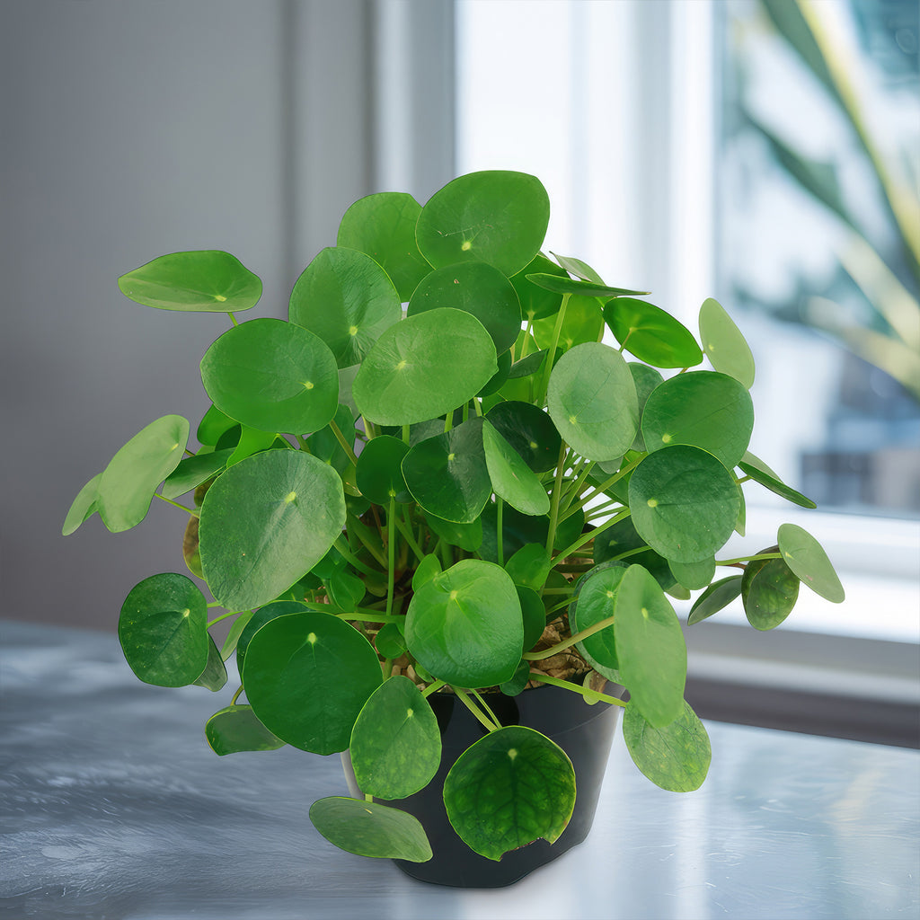 Chinese Money Plant ‘Pilea peperomioides’