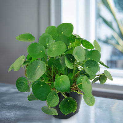 chinese money plant and cats Chinese Money Plant ‘Pilea peperomioides’