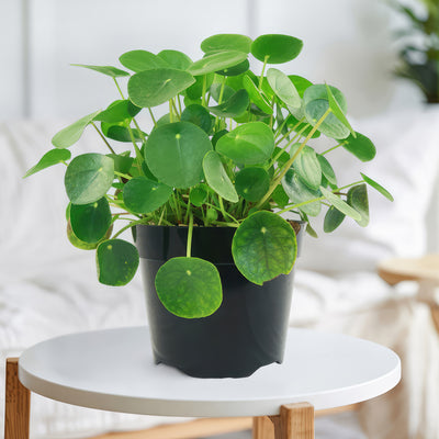 money plant to buy Chinese Money Plant ‘Pilea peperomioides’ 2 Gal. / Teal / With Pot