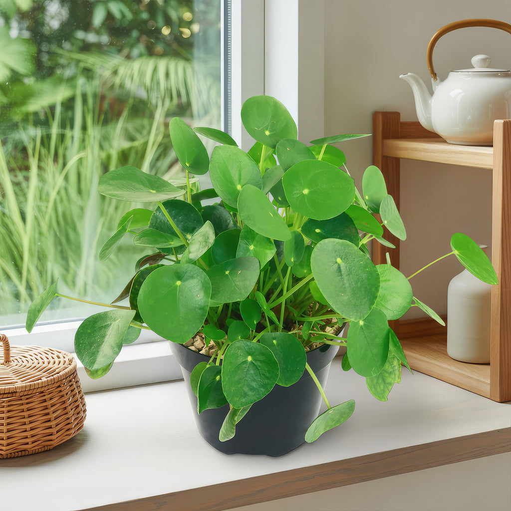 Chinese Money Plant ‘Pilea peperomioides’
