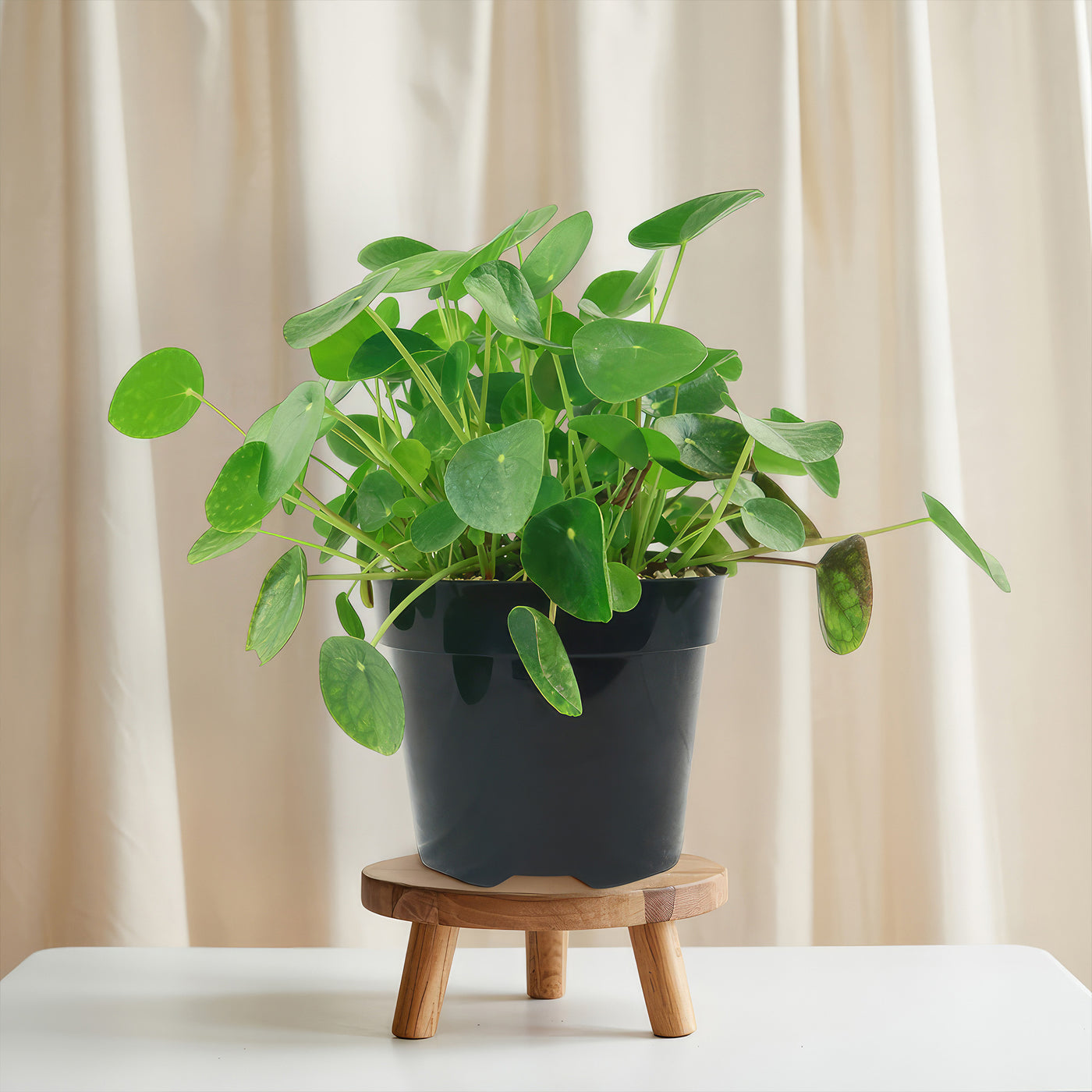 latin name for money plant Chinese Money Plant ‘Pilea peperomioides’