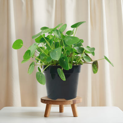 money plant price Chinese Money Plant ‘Pilea peperomioides’ 4" Pot / Black / With Pot