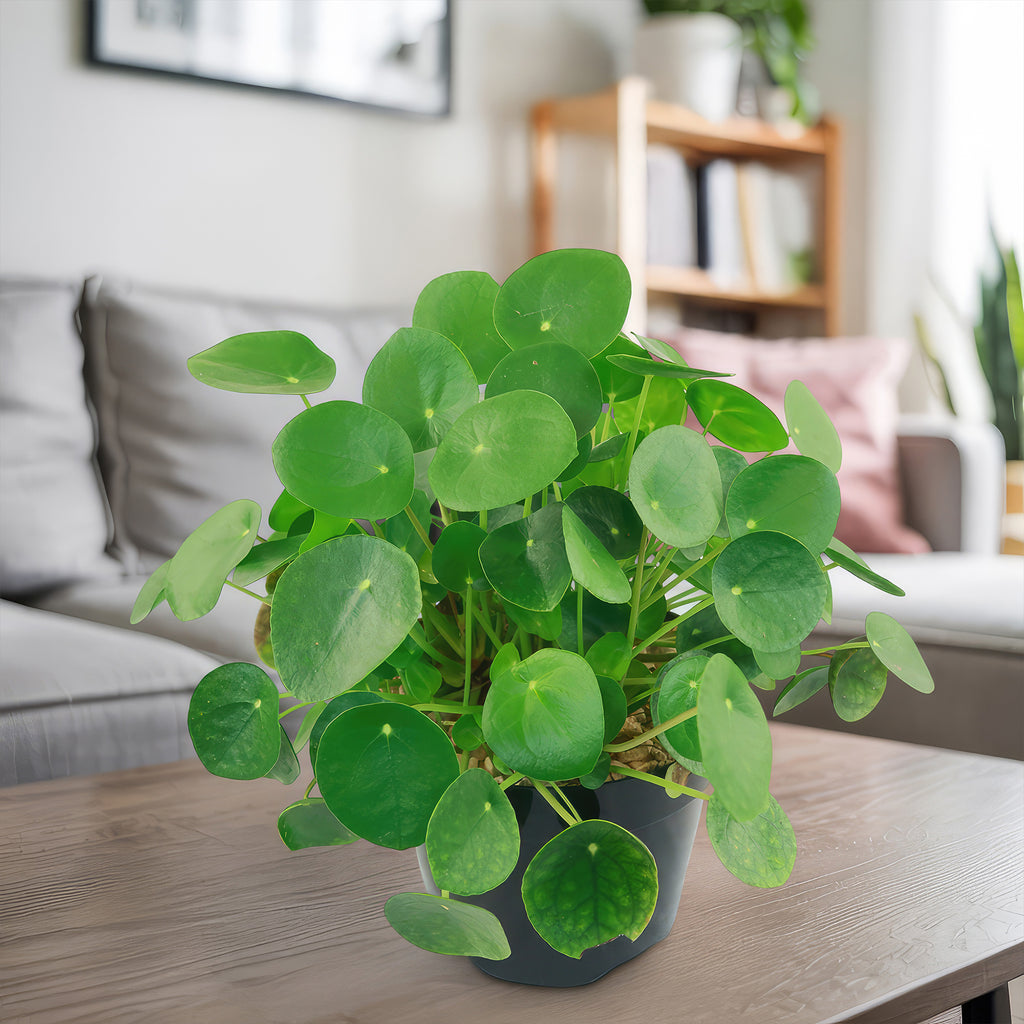 Chinese Money Plant ‘Pilea peperomioides’