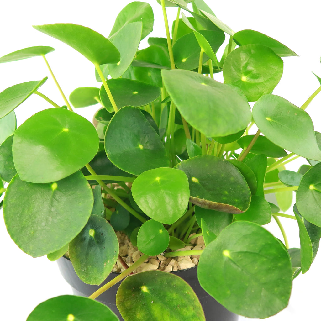 Chinese Money Plant ‘Pilea peperomioides’