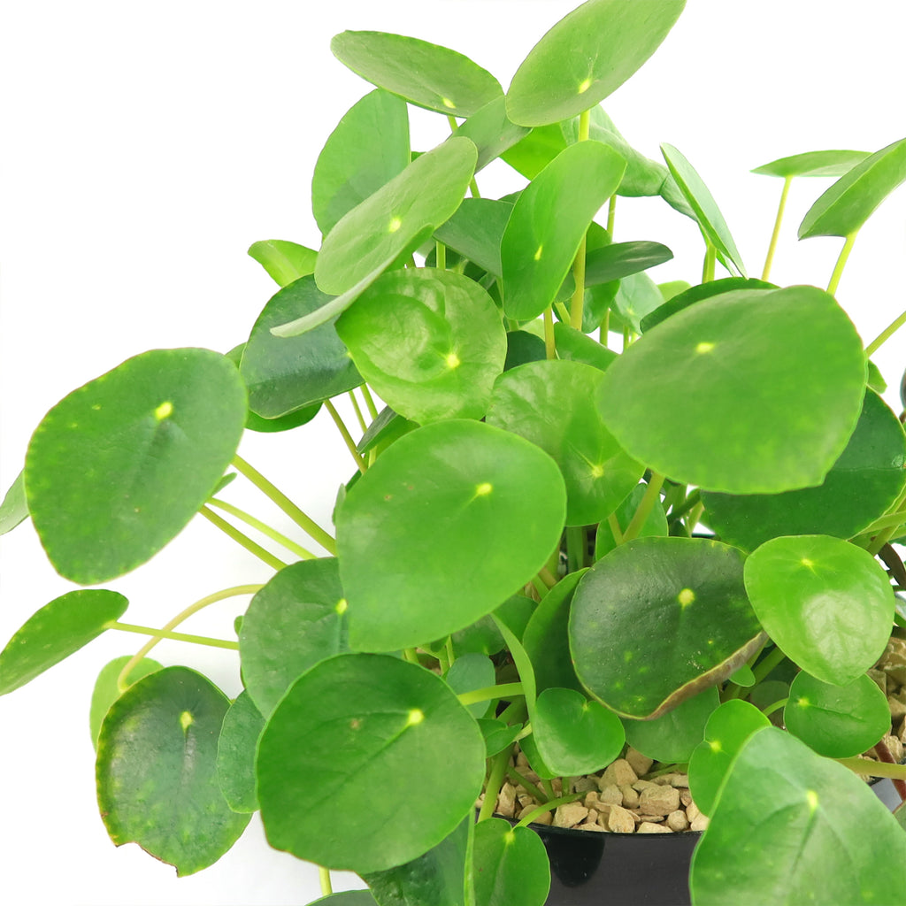 Chinese Money Plant ‘Pilea peperomioides’