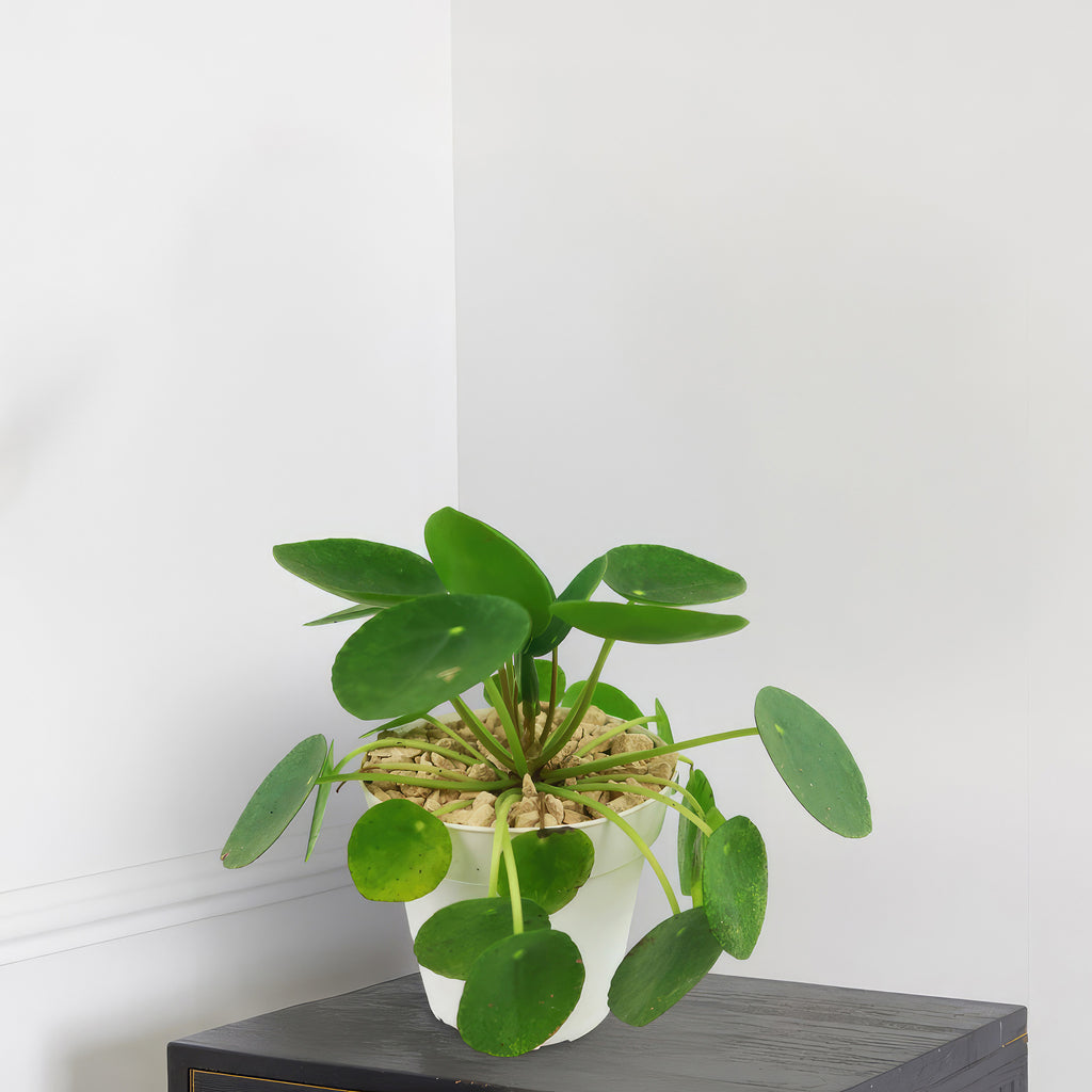 Chinese Money Plant ‘Pilea peperomioides’