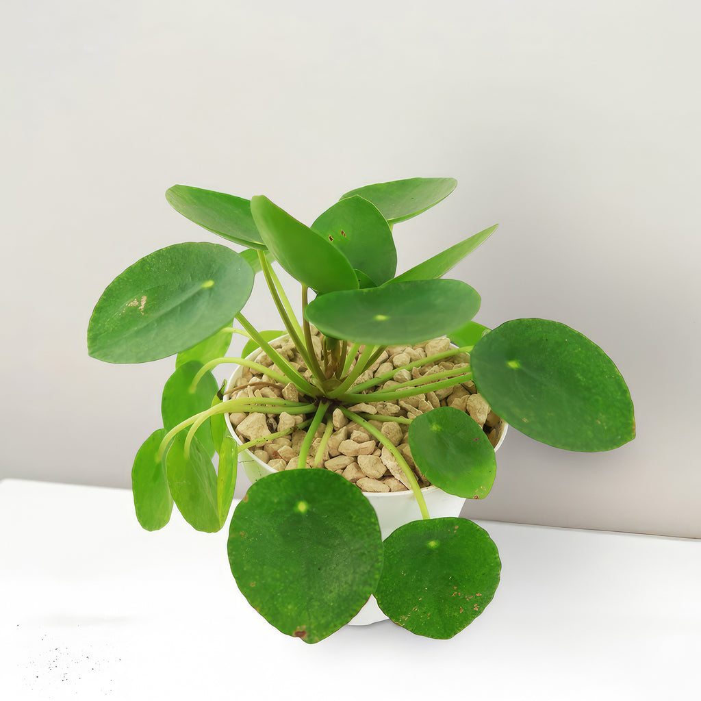 Chinese Money Plant ‘Pilea peperomioides’
