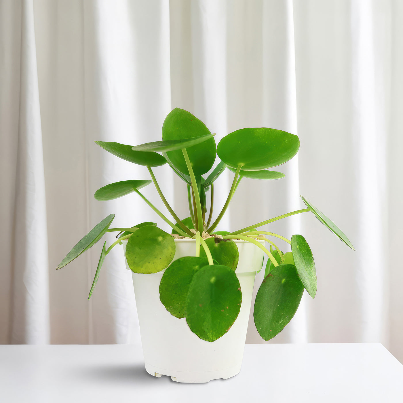money plant round leaves Chinese Money Plant ‘Pilea peperomioides’