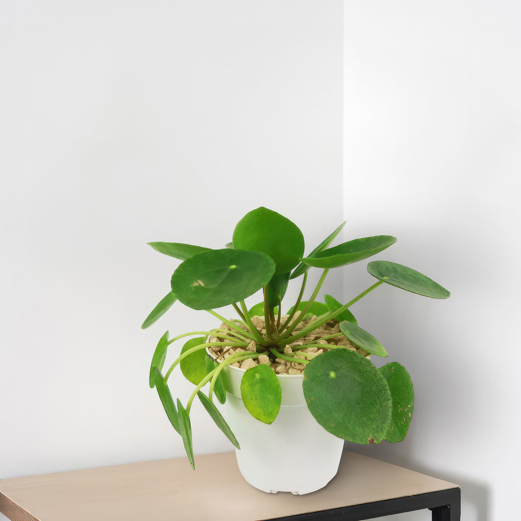 Chinese Money Plant ‘Pilea peperomioides’