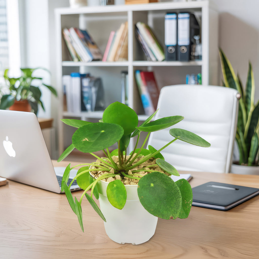 Chinese Money Plant ‘Pilea peperomioides’