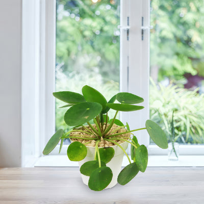 chinese money plant near me Chinese Money Plant ‘Pilea peperomioides’