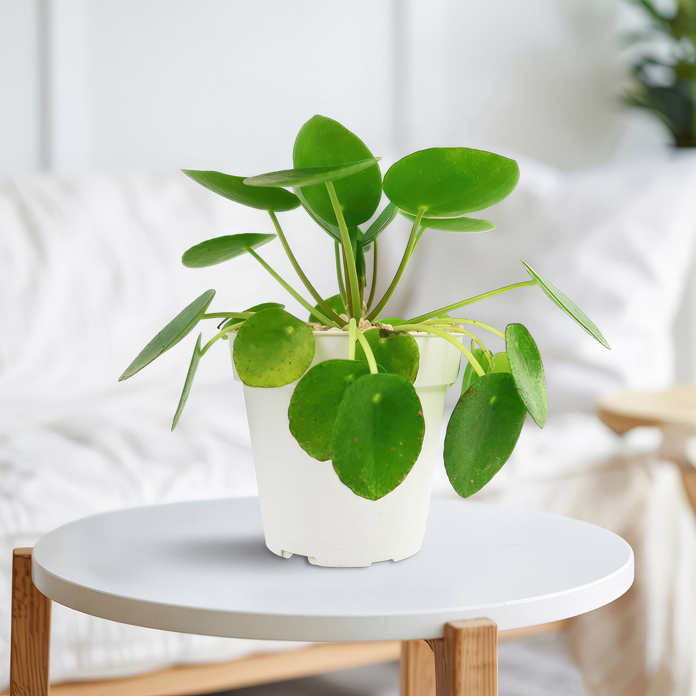 money plant small leaves Shop 'Chinese Money Plant – Pilea peperomioides' Care & Info
