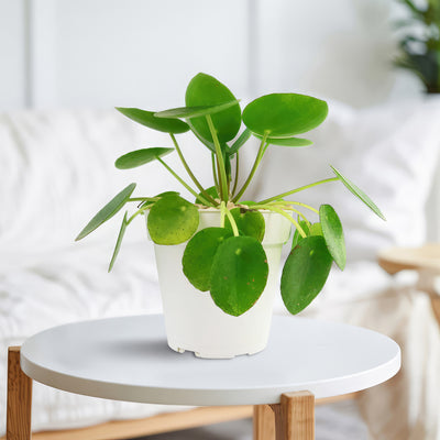 chinese money plant to buy Shop 'Chinese Money Plant – Pilea peperomioides' Care & Info