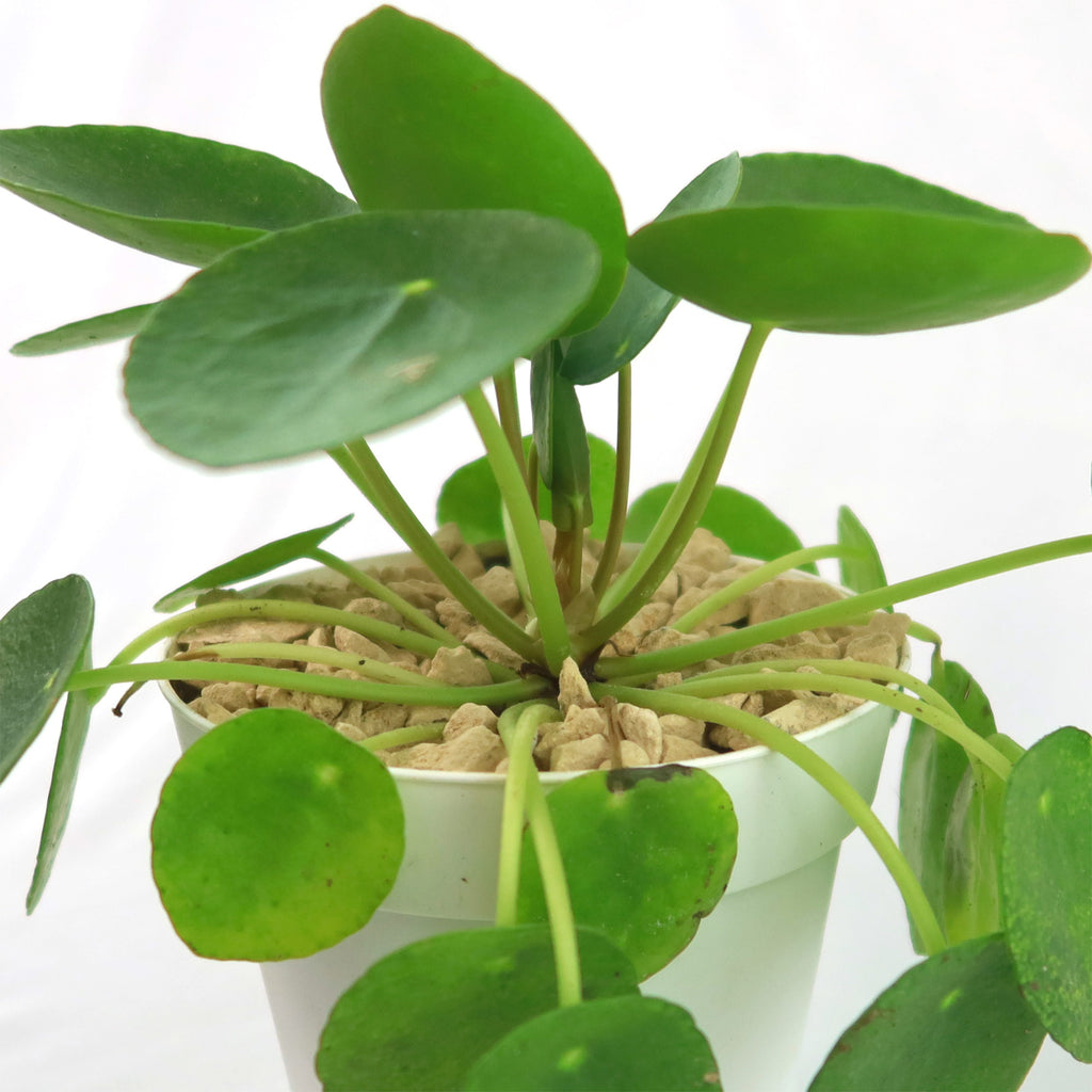 Chinese Money Plant ‘Pilea peperomioides’