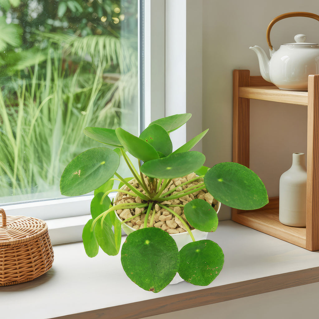 Chinese Money Plant ‘Pilea peperomioides’