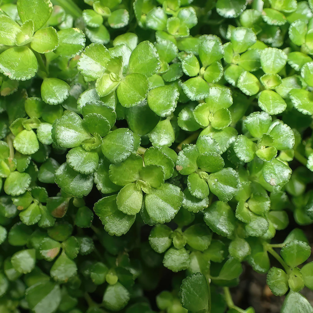 Baby Tears Plants ‘Pilea depressa’
