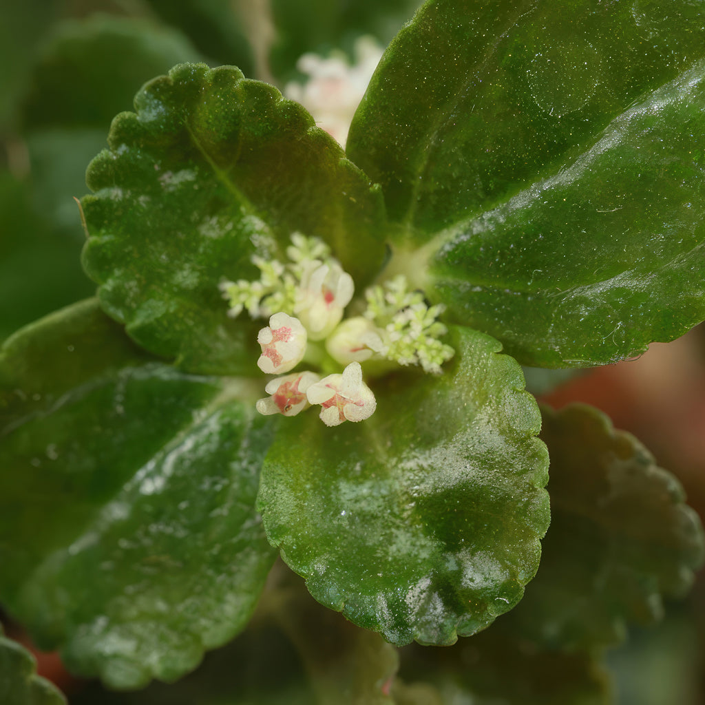 Baby Tears Plants ‘Pilea depressa’