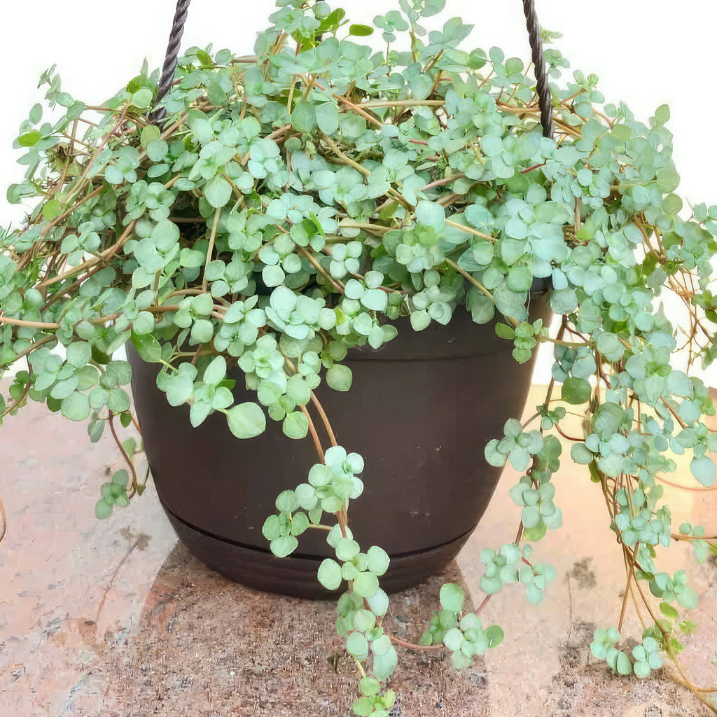 Pilea glauca - Silver Sparkle Plant