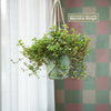 Pilea glauca - Silver Sparkle Plant