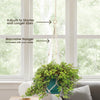 Pilea glauca - Silver Sparkle Plant