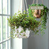 Pilea glauca - Silver Sparkle Plant