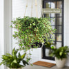 Pilea glauca - Silver Sparkle Plant