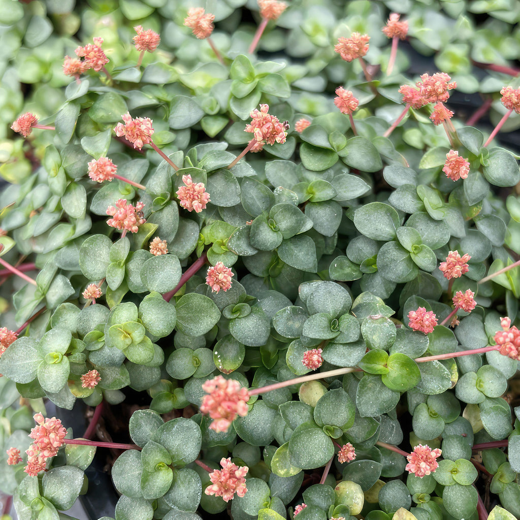 Pilea glauca - Silver Sparkle Plant