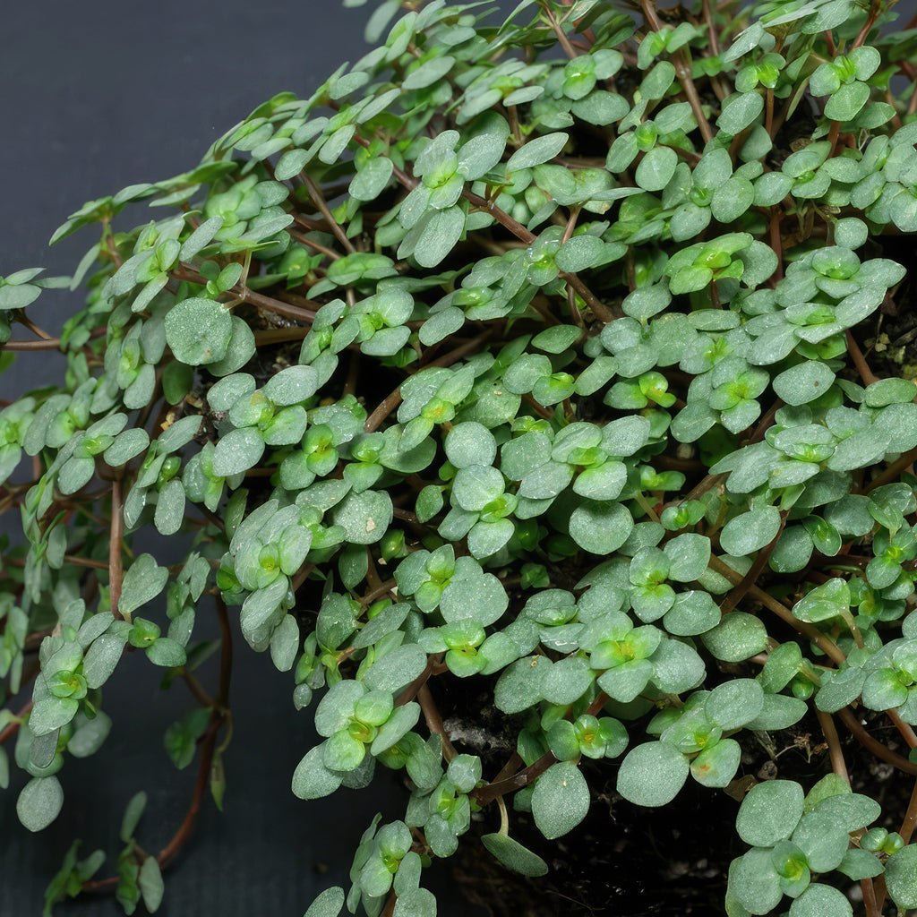 Pilea glauca - Silver Sparkle Plant