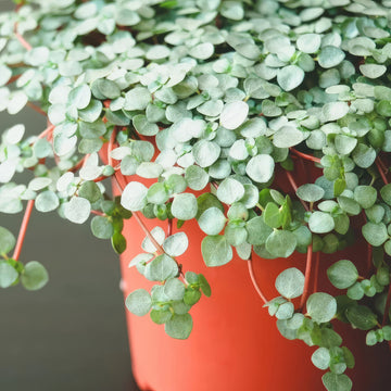 Pilea glauca