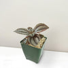 Friendship Plant ‘Pilea involucrata’